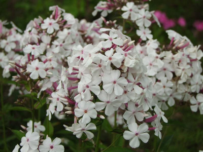 2020_0416MitteJuliHems0129.JPG