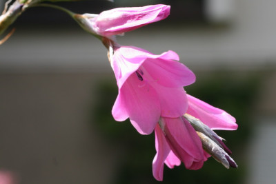 Dierama pulcherina.JPG