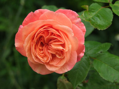 2020_0416MitteJuliHems0126.JPG