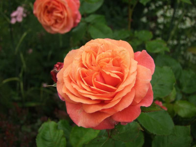 2020_0416MitteJuliHems0128.JPG