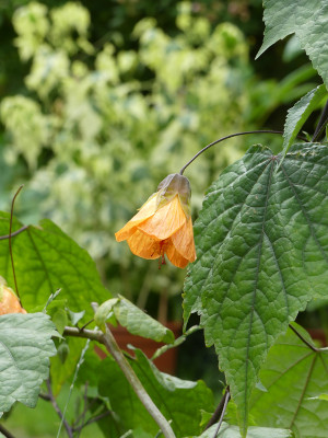 2020-07-16 Abutilon.jpg