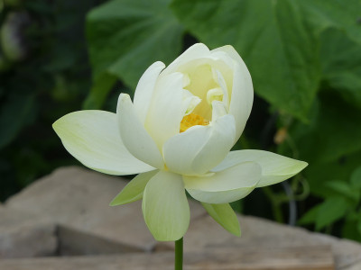 2020-06-26 Nelumbo 'Louise Slocum' 1.jpg