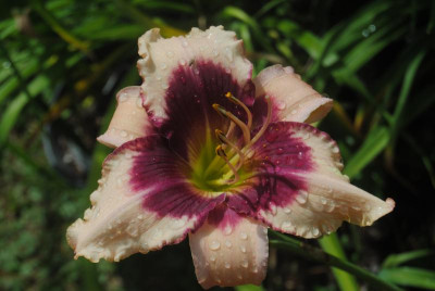 DSC_0331.JPG