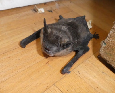 Fledermaus 1.jpg