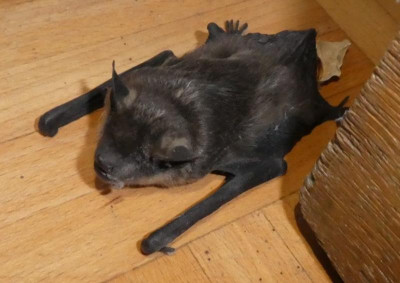Fledermaus 2.jpg