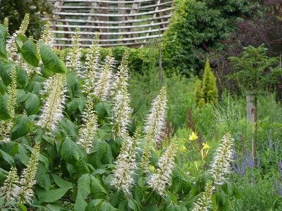 2020-07-16 Gartenimpressionen 1.jpg