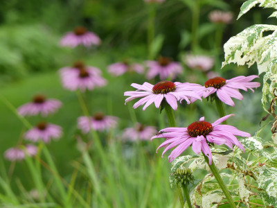 2020-07-16 Echinacea 1.jpg