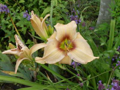 2020-07-16 Hemerocallis Sämling 1.jpg