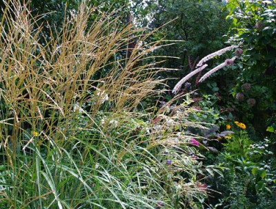 Miscanthus_II.jpg