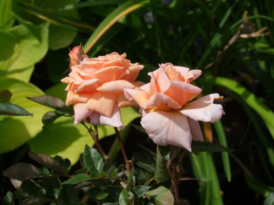 DSCF0919.JPG