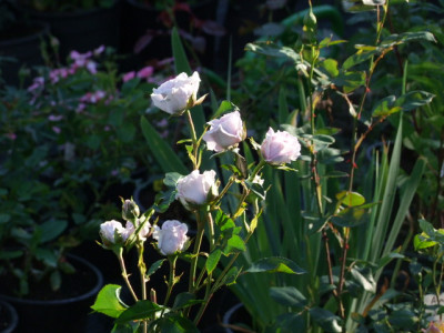 DSCF8186.JPG