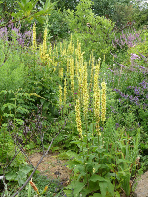 2020-07-16 Verbascum 1.jpg
