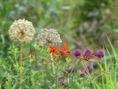 2020-07-16 Crocosmia 'Lucifer' 1.jpg