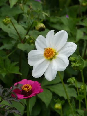 2020-07-16 Dahlia 3.jpg