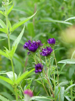 2020-07-16 Aster 'Büchter Nacht'.jpg
