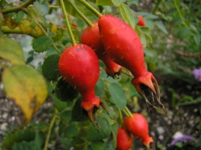 Hagebutte_Rosa_mojesii_geranium.JPG