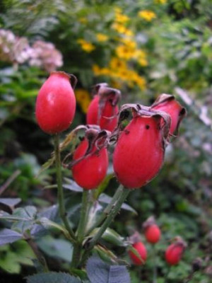 Hagebutte_Alba_suaevolens.JPG