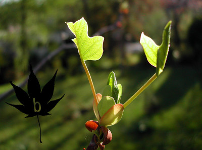 liriodendron_tulipifera_bl3.jpg