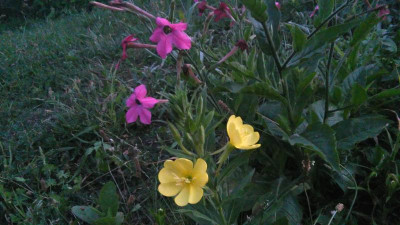 IMG_20200716_214713.jpg