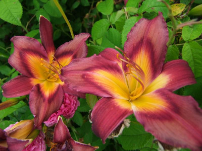 2020_041716MitteJuliHems0081.JPG