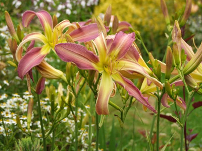 2020_041716MitteJuliHems0023.JPG