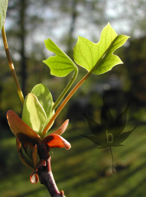 liriodendron_tulipifera_bl4.jpg