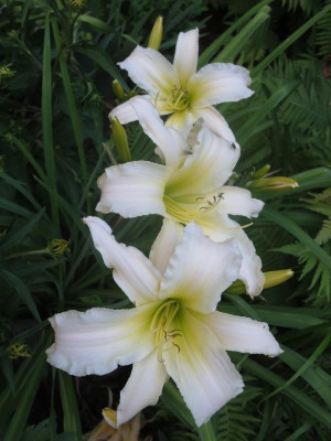 GT11-GA32e_8363.jpg