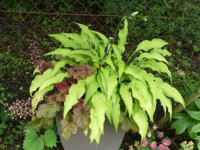 2020-07-16 Hosta 'Curly Fries' 1.jpg