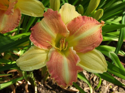 2020_0416MitteJuliHems0031.JPG
