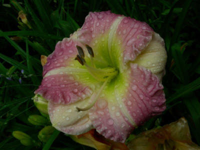 Sachsen Bicolor DSCN8114.JPG