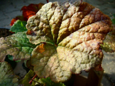 Tellima_grandiflora_Forest_Frost.jpg