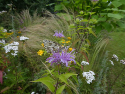 Schachbrett auf Monarde 200717 k.jpg
