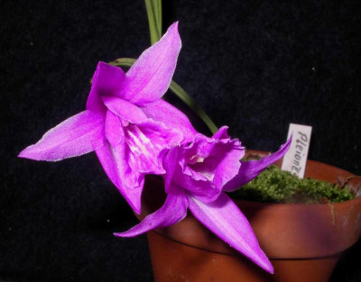 Pleione_saxicola_2007-09-11.JPG