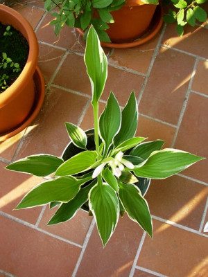 04_09_2004_Unbekannte_Hosta.jpg