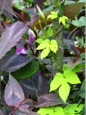 humulus_red_dragon.jpg