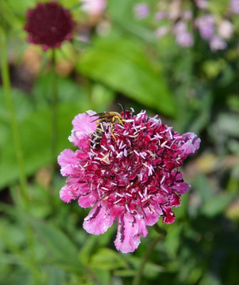 Wildbiene.20-1.jpg