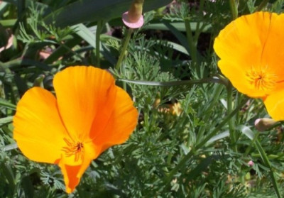 06goldmohn10.jpg