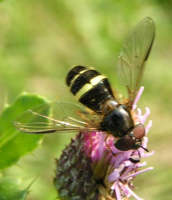 Dasysyrphus_tricinctus_-_Breitband-Waldschwebfliege_m01.jpg
