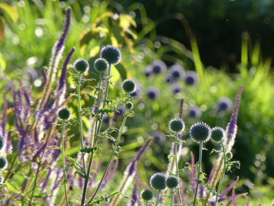 2020-07-18 Gartenimpressionen 3.jpg