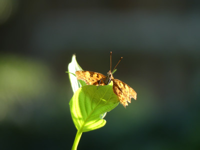 2020-07-18 Gartenimpressionen 5.jpg