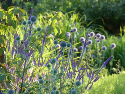 2020-07-18 Veronicastrum 'Fascination'.jpg