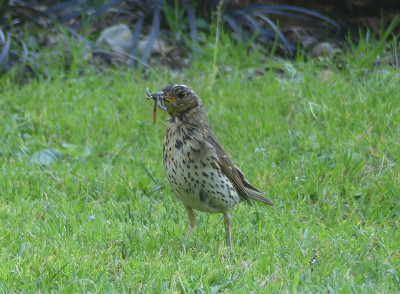2020-07-18 Gartenvögel Singdrossel 1.jpg