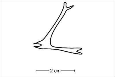 Psilophyta-RhyniaDraw.jpg