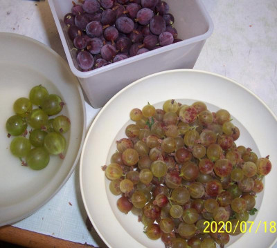 100_8461 Stachelbeere Ribisel.jpg