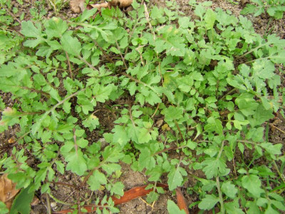 2020_0419MitteJuliGarten0135.JPG