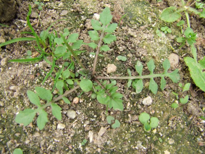 2020_0419MitteJuliGarten0136.JPG