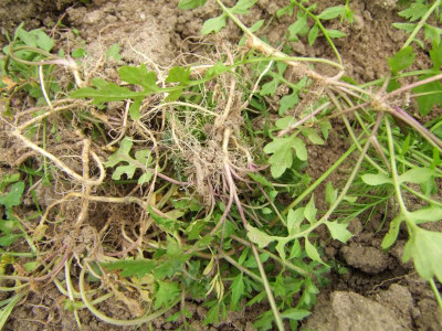 2020_0419MitteJuliGarten0137.JPG