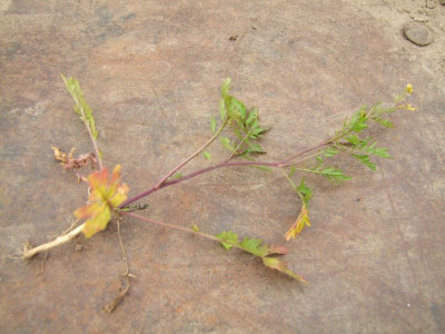 2020_0419MitteJuliGarten0139.JPG