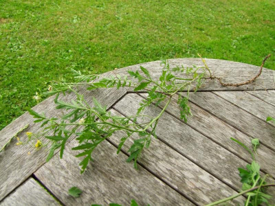 2020_0419MitteJuliGarten0185.JPG