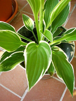04_09_2004_Unbekannte_Hosta_Blaetter.jpg
